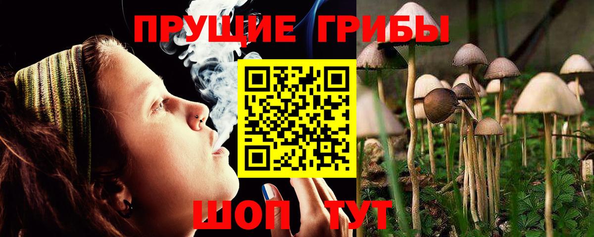Псилоцибиновые грибы Psilocybine cubensis  Псилоцибиновые грибы GOLDEN TEACHER  Кисловодск  цена   Вход с VPN 