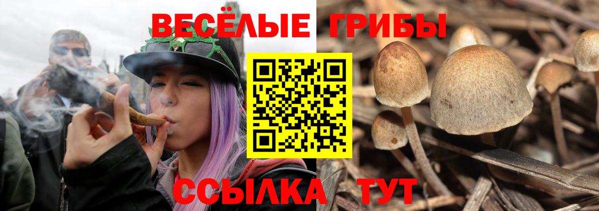 Галлюциногенные грибы Psilocybe Кисловодск
